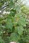 vignette Acer glabrum ssp. douglasii