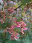 vignette Acer glabrum ssp. douglasii