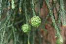 vignette Athrotaxis laxifolia