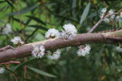 vignette Eucalyptus sp. 1