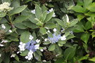 vignette Hydrangea macrophylla 'Maculata'