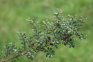 vignette Leptospermum sp.