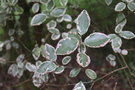 vignette Pittosporum tenuifolium 'Elizabeth'