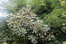 vignette Rhododendron rex ou arizelum