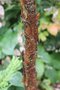 vignette Betula utilis subsp. utilis 'Wakehurst Place Chocolate'