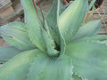 vignette Agave ovatifolia 'Vanzie '