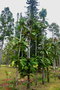 vignette Syzygium acre