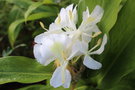 vignette Hedychium coronarium / Zingiberaceae / Inde
