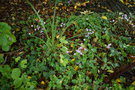 vignette Cyclamen hederifolia