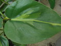 vignette Philodendron scandens 'Brasil'?
