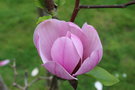 vignette Magnolia 'Serene' (M. liliifora X M. 'Mark Jury')