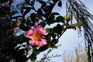 vignette Camellia sasanqua 'New Dawn'