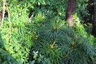 vignette Mahonia eurybracteata ssp. ganpinensis 'Soft Caress'