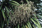 vignette Cordyline australis