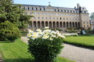 vignette Paeonia cv.   (Jardin Saint Georges, Rennes)