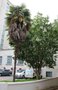 vignette Trachycarpus fortunei   (Rennes)
