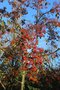 vignette Photinia beauverdiana