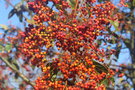 vignette Photinia beauverdiana