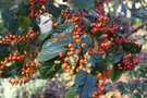 vignette Photinia beauverdiana