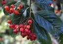 vignette Photinia beauverdiana