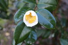 vignette Camellia japonica 'Yukimi-guruma'