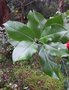 vignette Magnolia tamaulipana 'Bronze Sentinel'