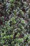 vignette Taxus baccata 'Green Column'