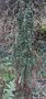 vignette Taxus baccata 'Green Column'