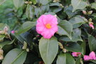 vignette Camellia japonica 'Wakanoura'