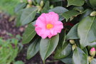 vignette Camellia japonica 'Wakanoura'