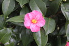 vignette Camellia japonica 'Wakanoura'