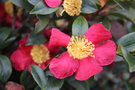 vignette Camellia 'Yuletide'   (Nuccio Nurseries, USA 1959)