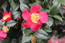 vignette Camellia 'Yuletide'   (Nuccio Nurseries, USA 1959)