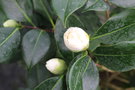 vignette Camellia japonica 'Trewithen White'   (GB 1974)