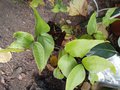 vignette Cyrtomium macrophyllum