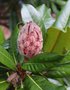 vignette Magnolia grandiflora