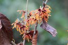 vignette Hamamelis x intermedia 'Orange Peel'