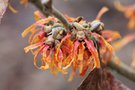 vignette Hamamelis x intermedia 'Orange Peel'