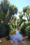 vignette Cordyline australis (Jardin de Vauville, Manche)
