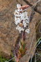 vignette Dracophyllum mackeeanum