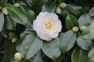 vignette Camellia japonica 'Le Lys' ( ='Victor de Bisschop')