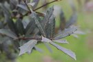 vignette Quercus hypoleucoides