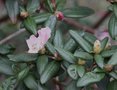 vignette Rhododendron (Seta Group) 'Seta'