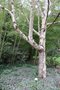vignette Betula utilis ssp. jacquemontii