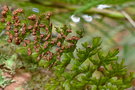 vignette Hymenophyllum humboldtianum