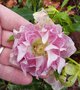 vignette Helleborus x hybridus Delabroye selection rose picotee double