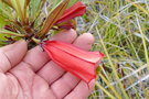 vignette Thiollierea macrophylla