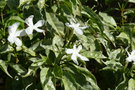 vignette Tabernaemontana divaricata Silver, Guyane