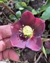 vignette Helleborus orientalis 'Nigra' - Hellebore noire