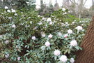 vignette Rhododendron 'Christmas Cheer'